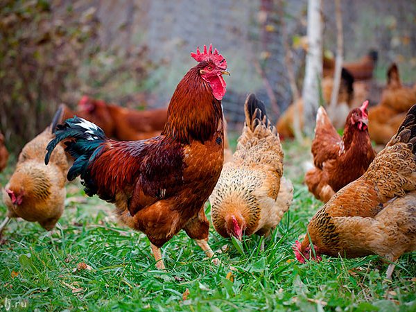 Породы куриц | ЗооТом - продажа, вязка и услуги для животных в Улан-Удэ