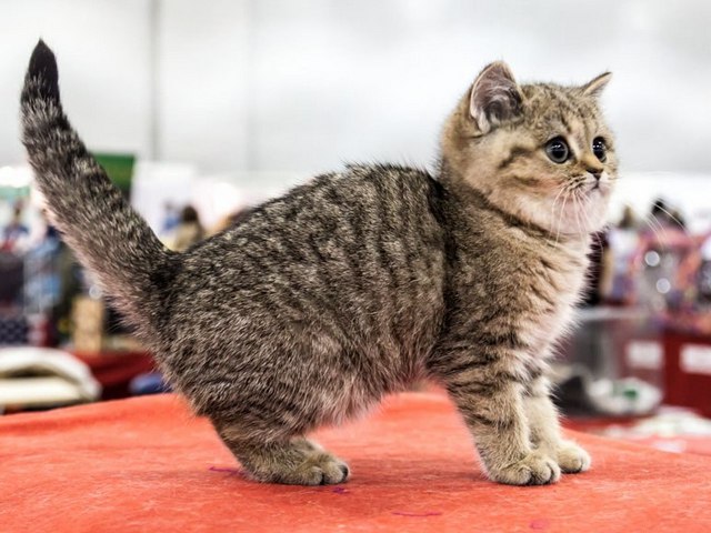 Породы кошек в Улан-Удэ | ЗооТом портал о животных