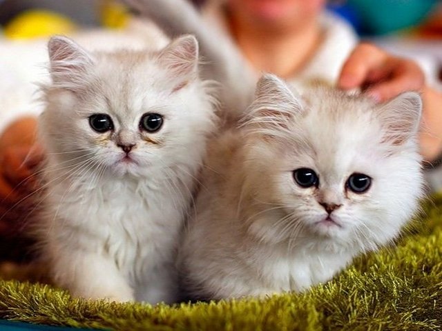 Породы кошек в Улан-Удэ | ЗооТом портал о животных