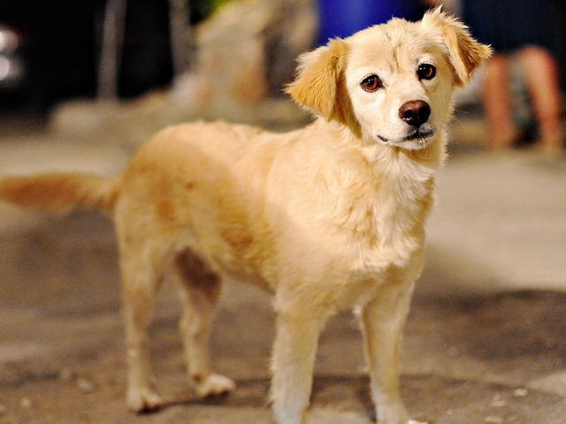 Породы собак в Улан-Удэ | ЗооТом портал о животных