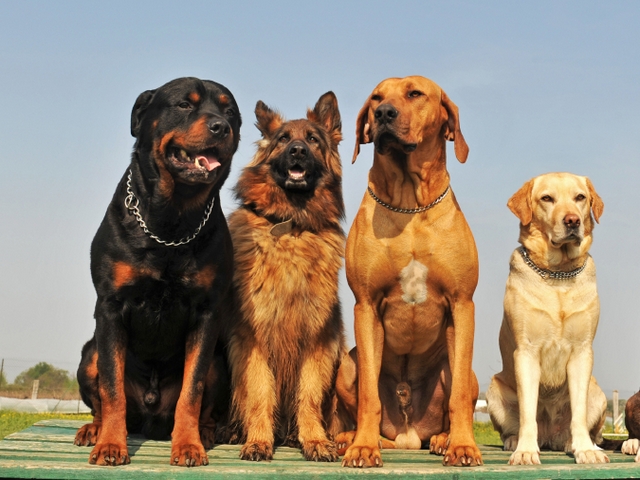 Крупные породы собак в Улан-Удэ | ЗооТом портал о животных